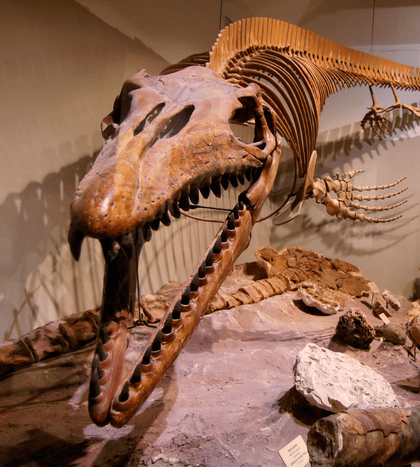 Texas Science and Natural History Museum