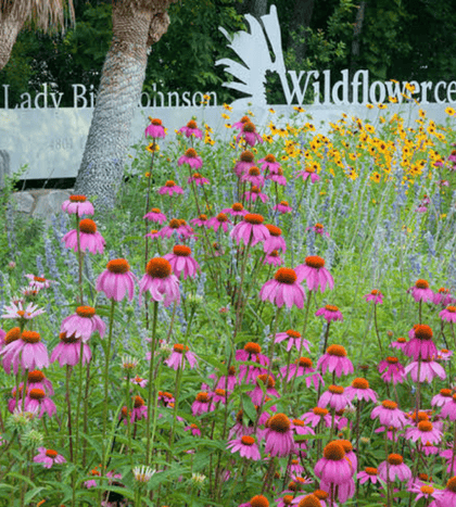 Lady Bird Johnson Wildflower Center