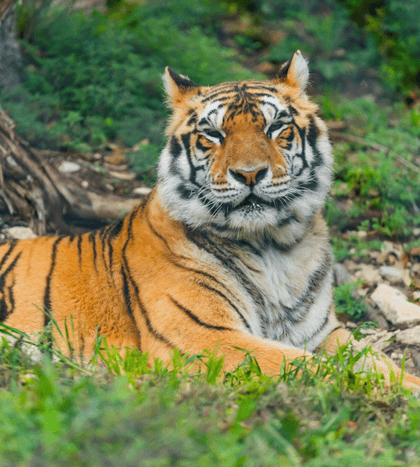 Austin Zoo