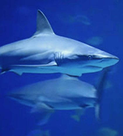 Austin Aquarium