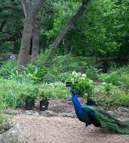 Mayfield Park and Nature Preserve