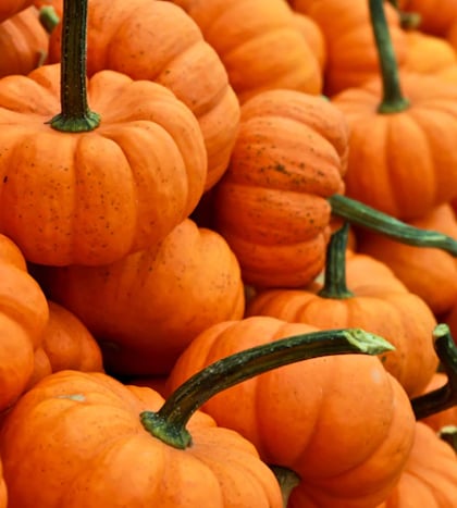 MTSU Football vs. Kennesaw State (Halloween in Floyd Stadium) in Nashville
