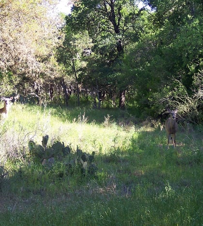 McAllister Park