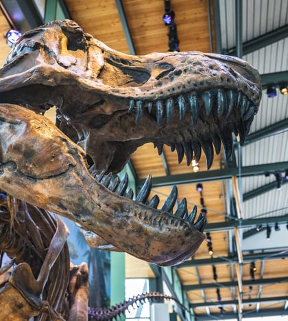 Witte Museum