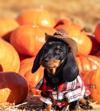 Dog Days: Costume Edition in Dallas