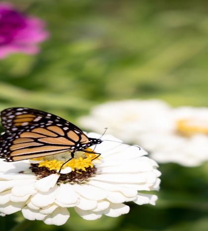 Butterfly Day at Herff Farm in San Antonio