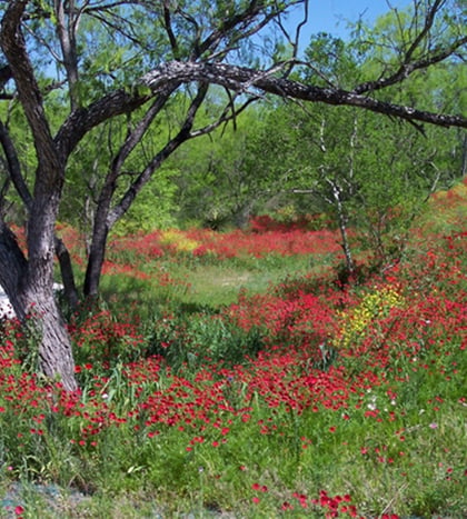Medina River Natural Area