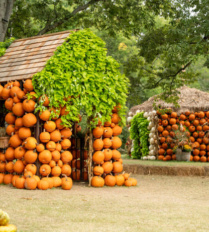 Cheekwood Harvest in Nashville