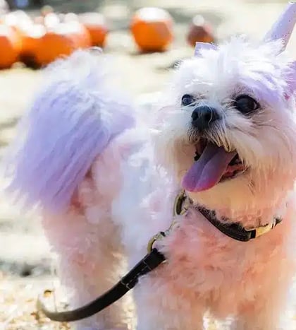 Halloween Pooch Party in Nashville