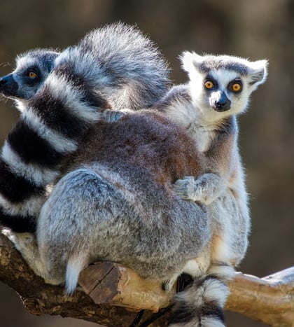 World Lemur Festival at the Zoo