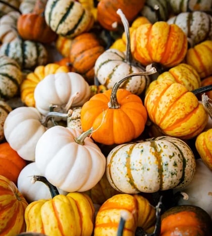 Fall Harvest Festival in Nashville