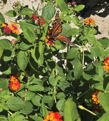 Butterflies & Blooms Weekend in Dallas