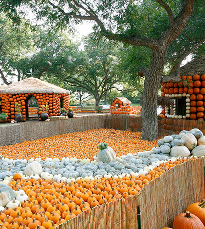 Autumn at the Arboretum: Harvest Hues
