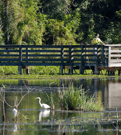 Brazos Bend State Park