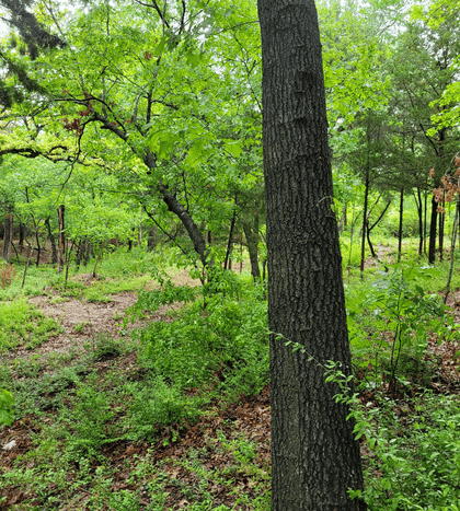 Stratford Nature Area